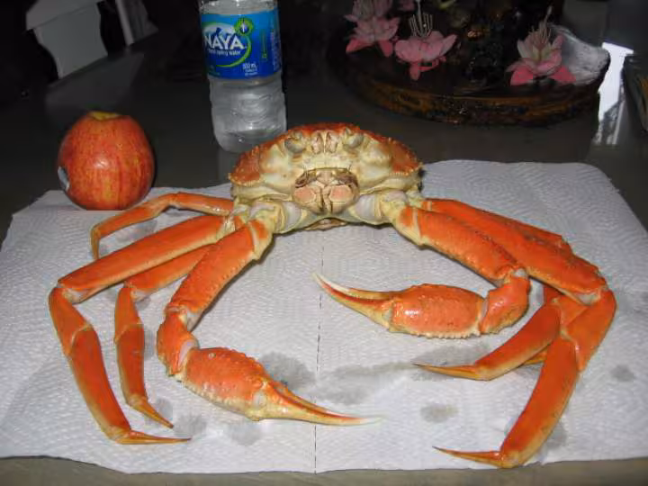 Crabe frais entier
