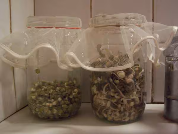 Differents stades de germination