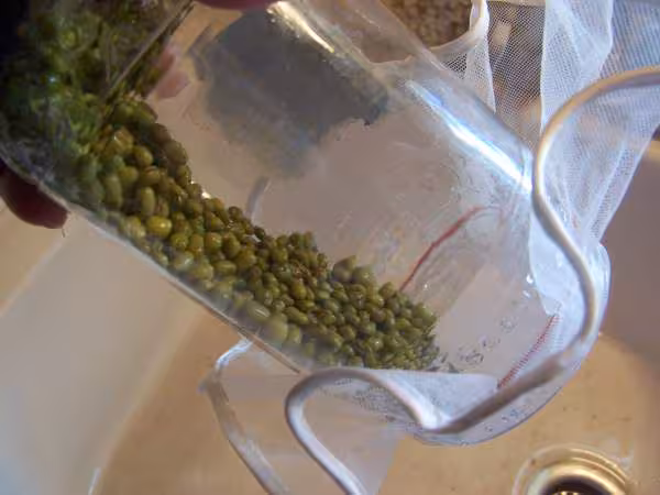 Enlever le surplus d eau des germes de soja
