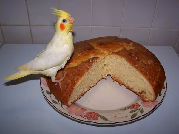 La gache vendeenne tout le monde en mange