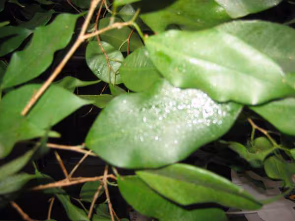 Feuilles de ficus malade