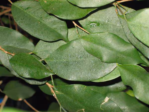 Feuilles de ficus malade 2
