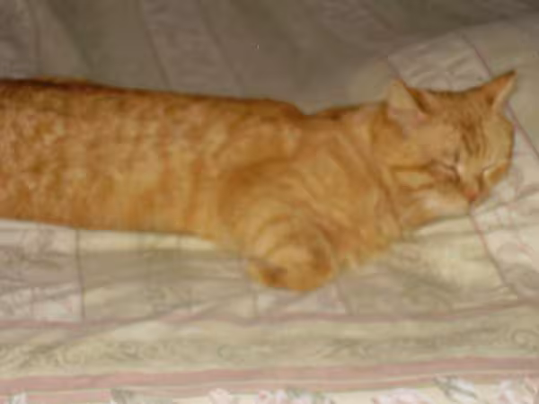 Attila