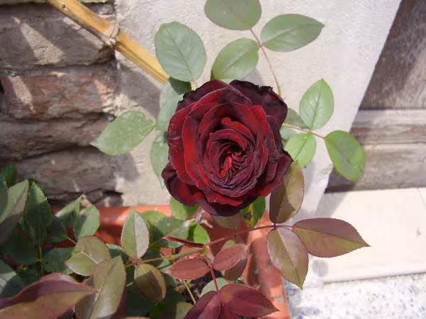 Barkarole ma rose rouge sombre