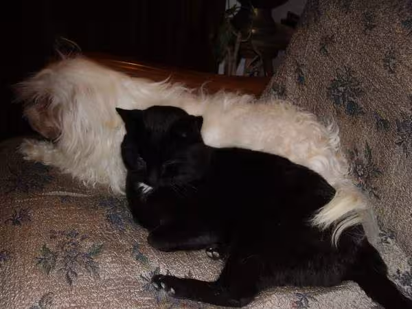 Comme chien et chat