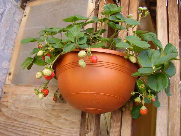 Fraises
