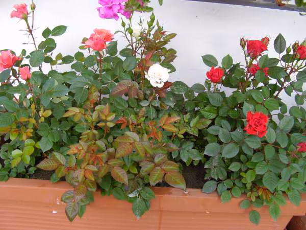 Mini roses