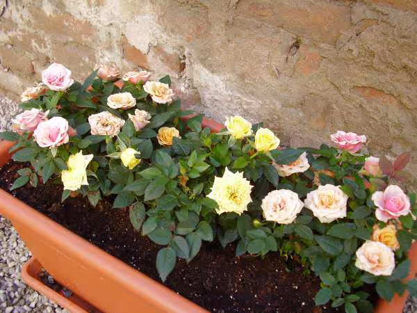 Mini roses