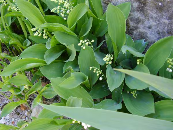 Muguet
