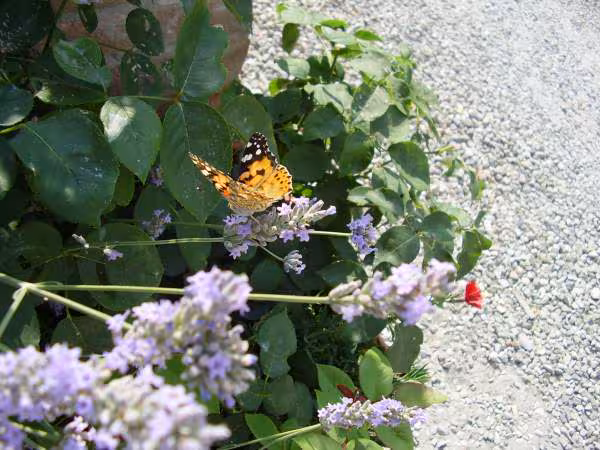Papillon