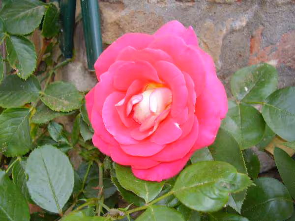 Rose bicolore