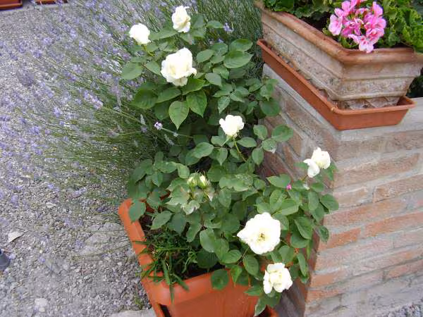 Rose blanche