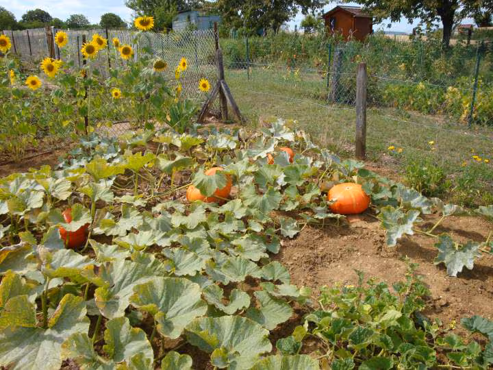 Citrouilles et tournesols