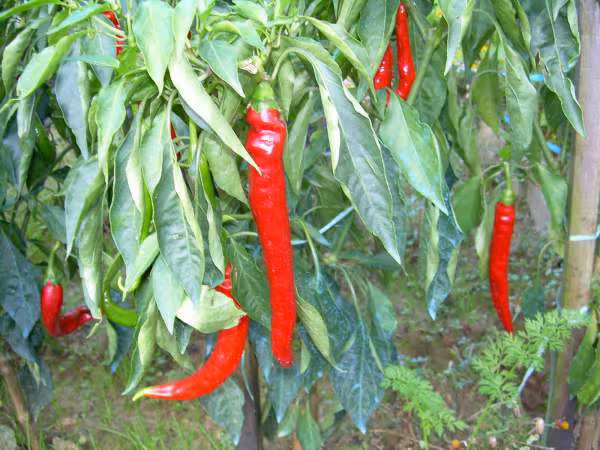 Piment doux landais