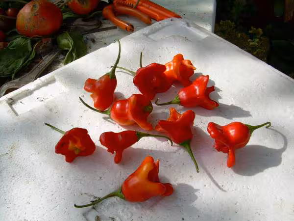 Piment rocotillo