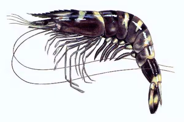 Penaeus