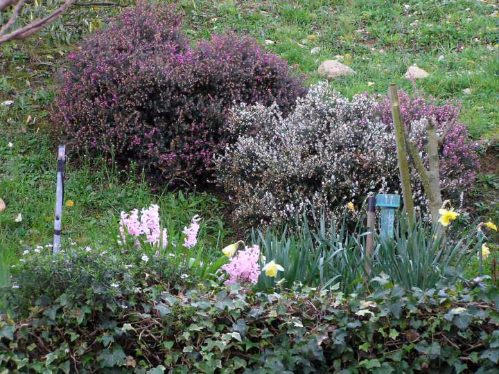 Bruyeres jonquilles et jacinthes 19 03 07