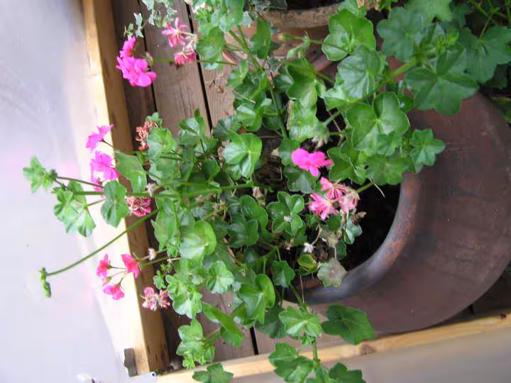 Geraniums de l an dernier 19 03 07