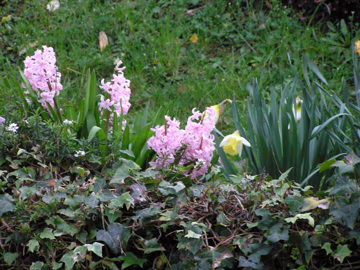 Jacinthes et jonquilles 19 03 07
