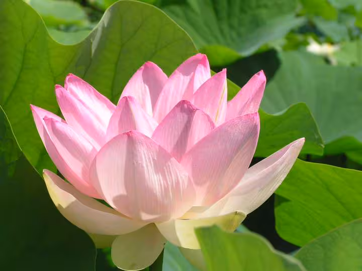Lotus rose