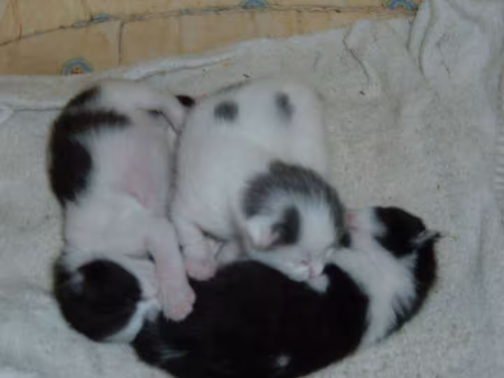Voilas les nouvaux chatons