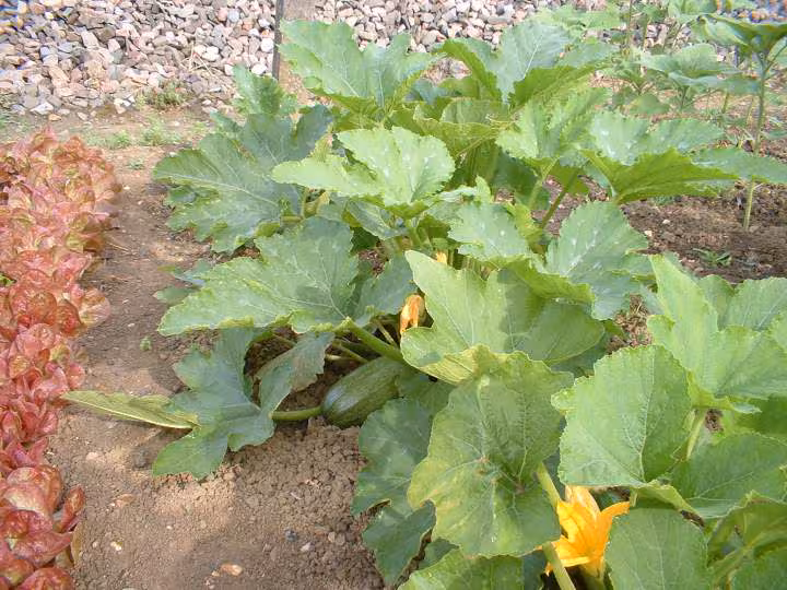 Courgette