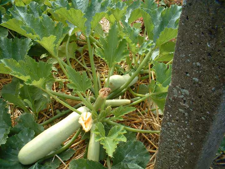 Courgettes