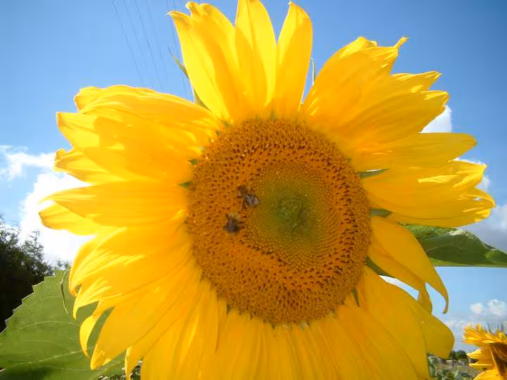 Grand soleil