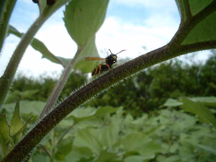 Insecte au jardin