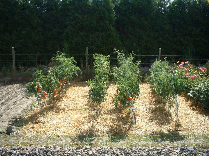 Parc de tomate
