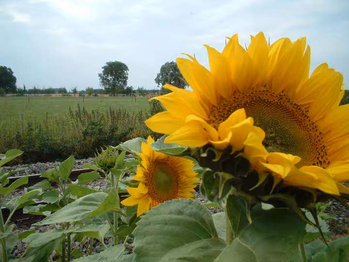 Photo du potager