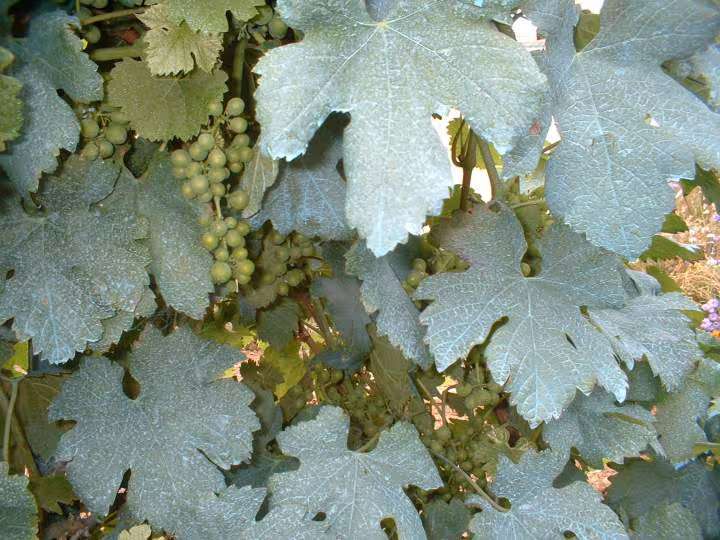 Photo du potager2
