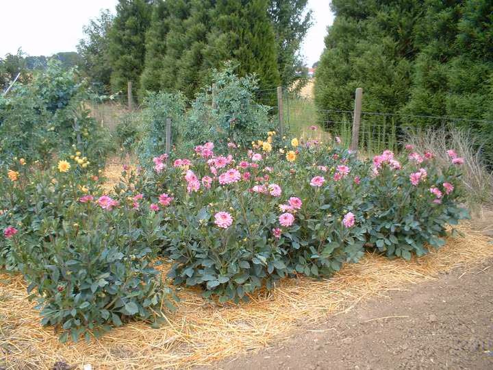 Photo potager3