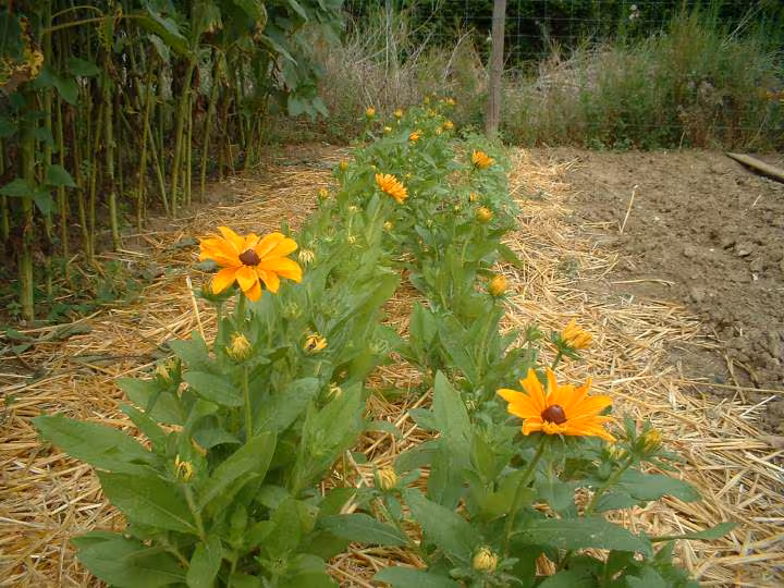 Rudbeckia fleur a coupe