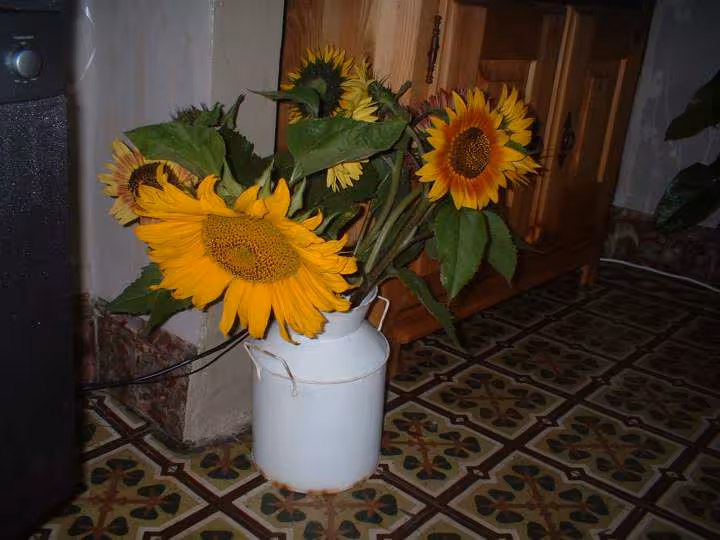Soleil a la maison