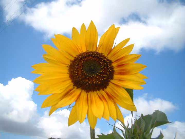 Soleil beaute d automne