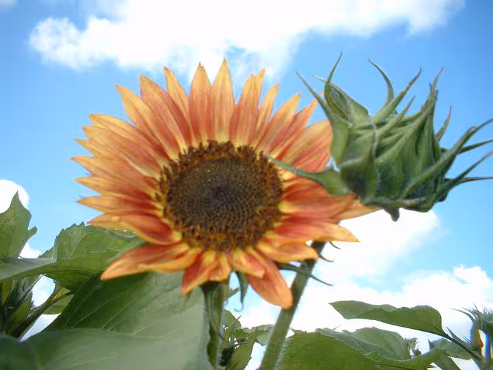 Soleil beaute d automne