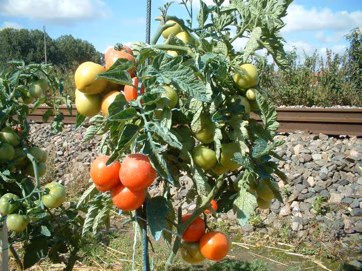 Tomate
