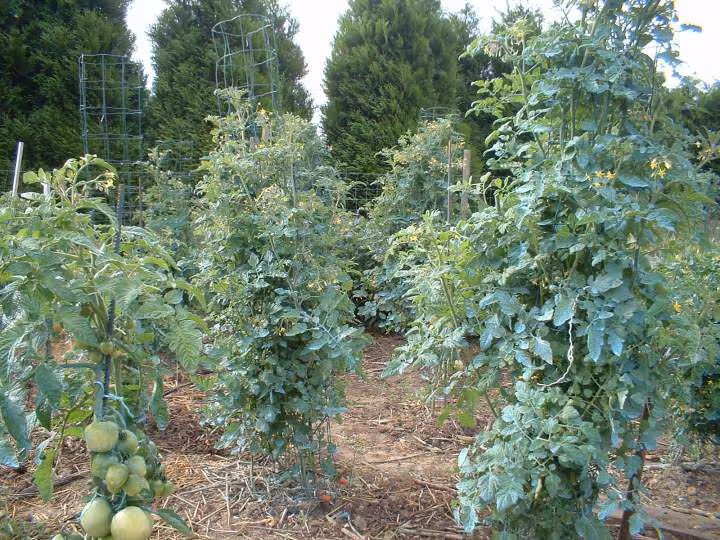 Tomate cerise