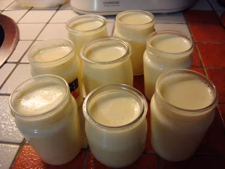 Yaourts maison au citron