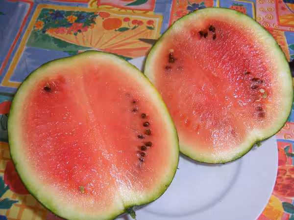 1ere pasteque