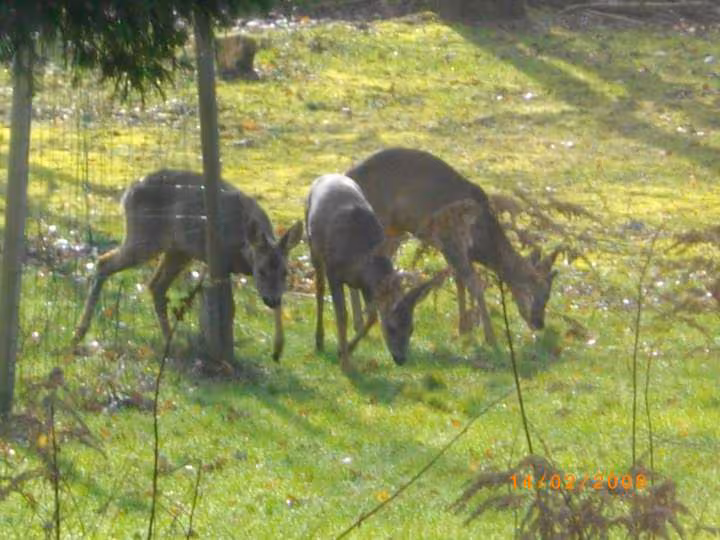 Chevreuils