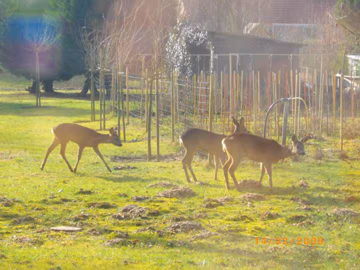 Chevreuils2