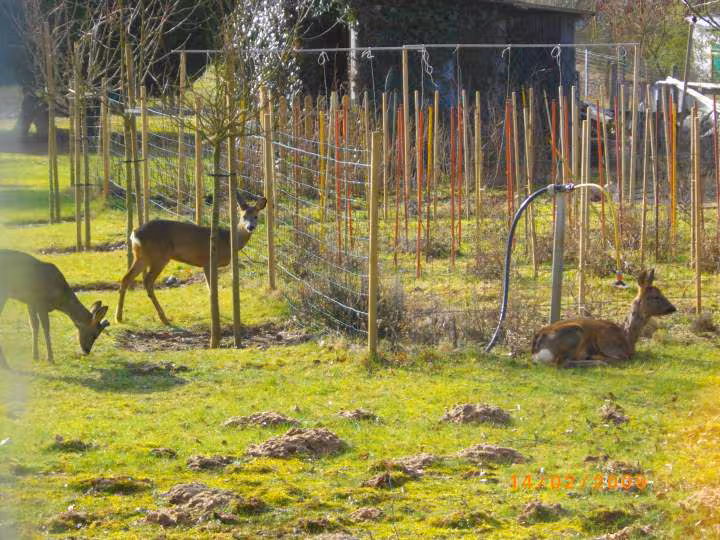Chevreuils3