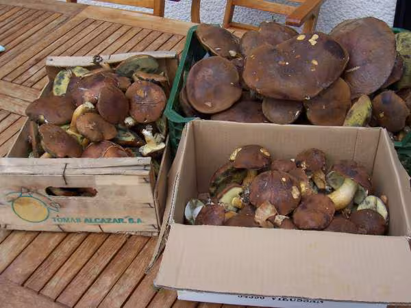 Ma cueillette de champignons
