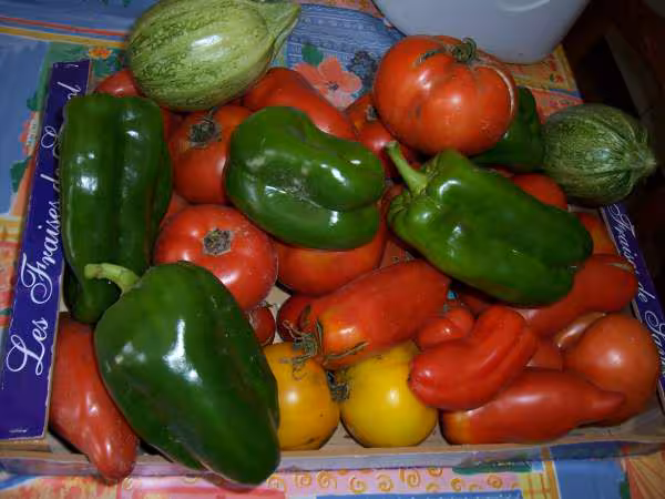 Petite recolte au potager