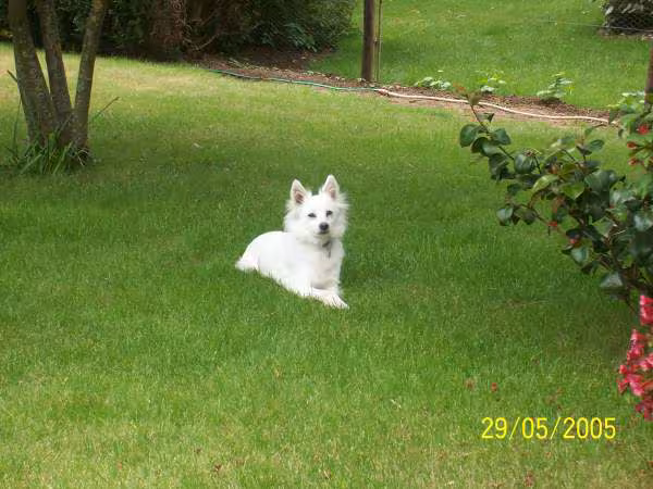 Reglisse