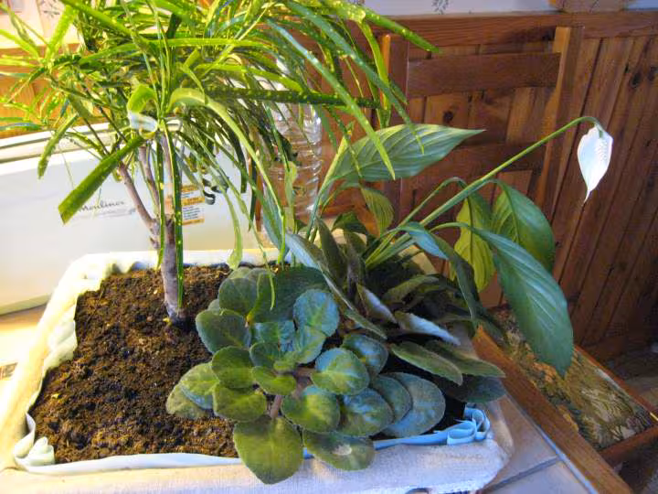 Je cherche le nom de cette plante