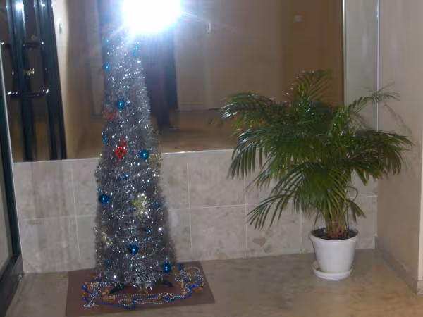 Encore pied sapin