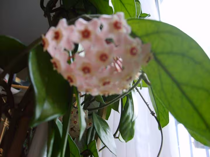Plante verte d interieur